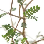 Sophora-prostrata-Little-Baby-blad
