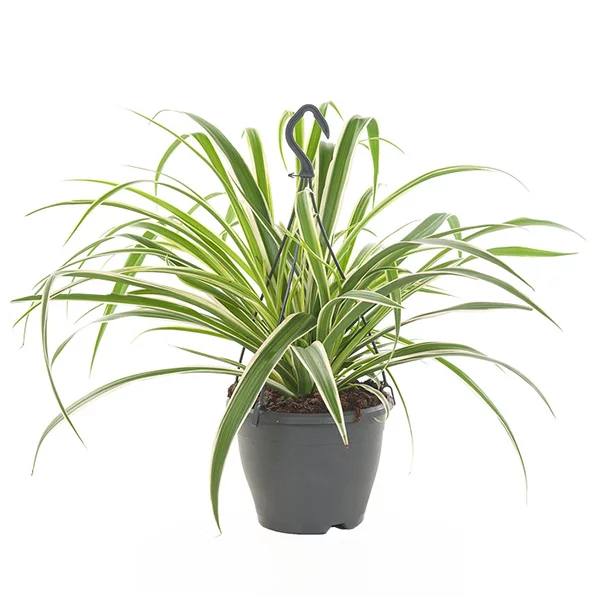 Graslelie hangplant (Chlorophytum Comosum) - P 18 cm