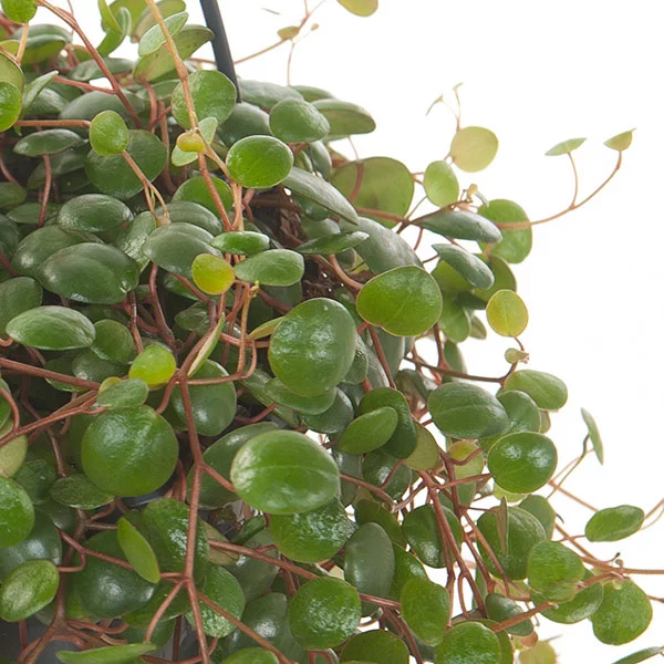 Peperomia-Pepperspot-hang-blad-15