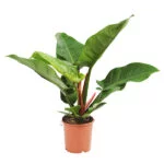 Philodendron-Imperial-green