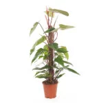 Philodendron-Red-Emerald-19