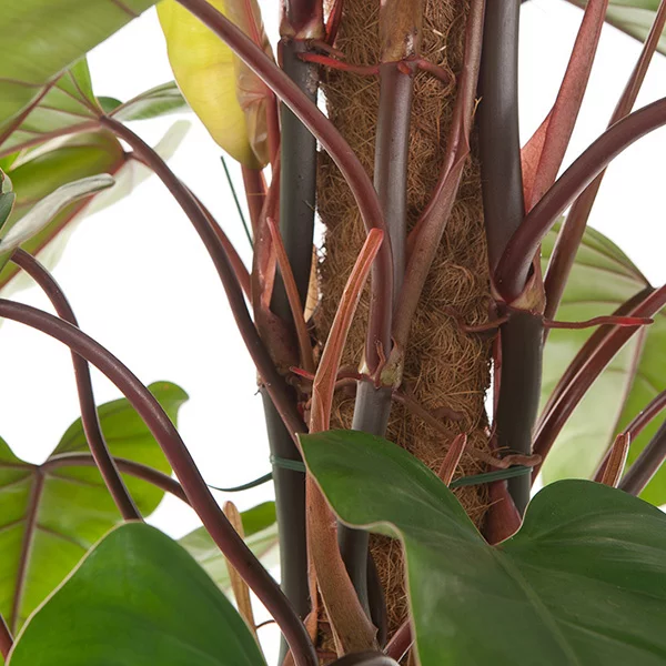 Philodendron red emerald blad