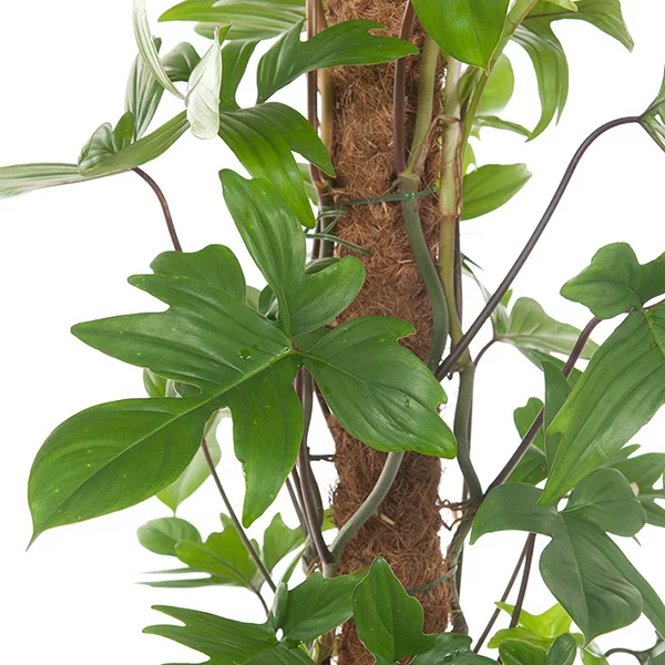 Philodendron-Pedatum-blad