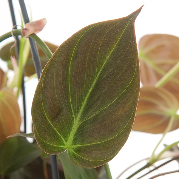 Philodendron-micans-blad