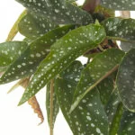 begonia-tamaya-blad-p9