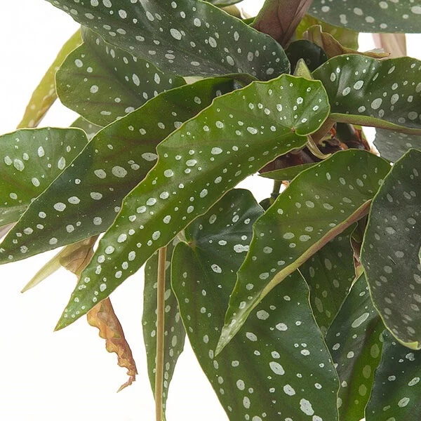Begonia tamaya blad