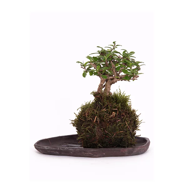 kokedama-bonsai