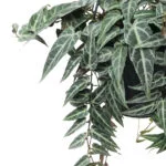 parthenocissus-amazonica-15-blad