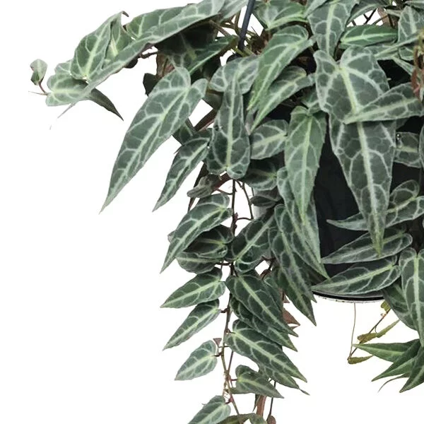 Parthenocissus amazonica plant
