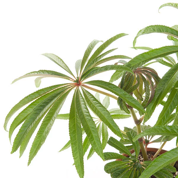 Begonia Luxurian