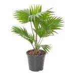 Livistona-rotundifolia-14