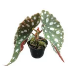 begonia-mini-maculata-6