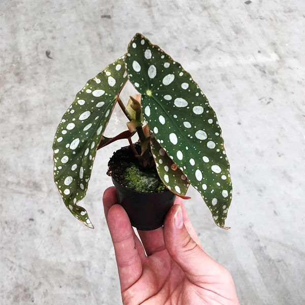 begonia-mini-maculata-6_inhand