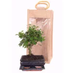 bonsai in giftbag