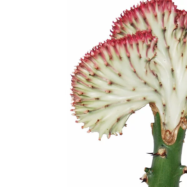 Euphorbia lactea rode kraag
