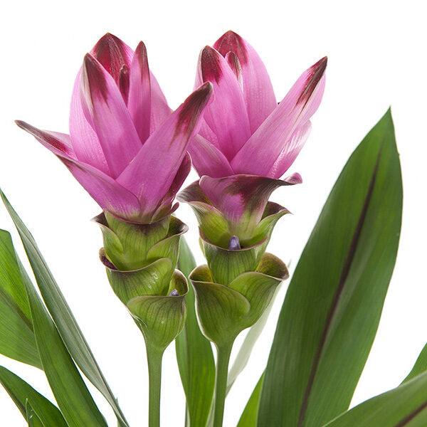 Ongebruikt Curcuma plant roze (siamese tulp) - P 19 cm kopen? - Plantje.nl LI-97