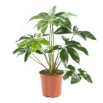 Philodendron-Green-Wonder-P24