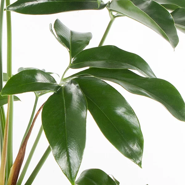 Philodendron-Green-Wonder-blad