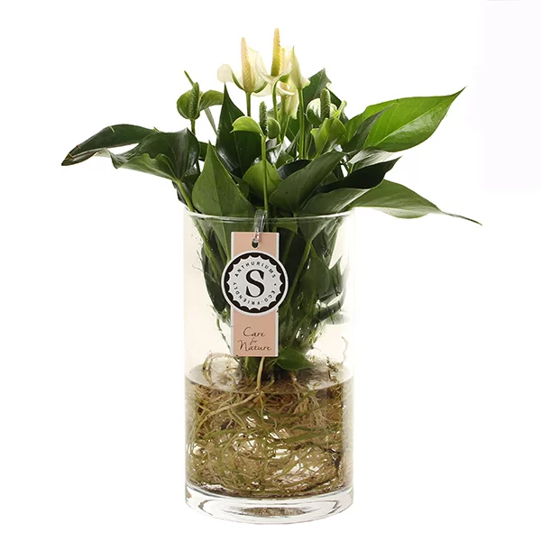 Anthurium in water (witte bloem) - P 12 cm