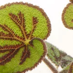 Begonia-masoniana-12-blad