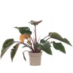 Philodendron-Red-Beauty-27