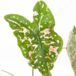 Caladium-poison-dart-frog-leaf-17