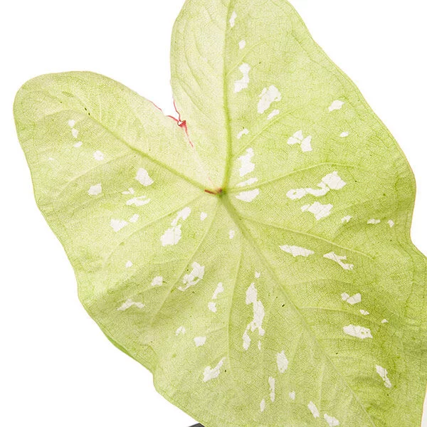 Caladium tie dyed tree frog leaf