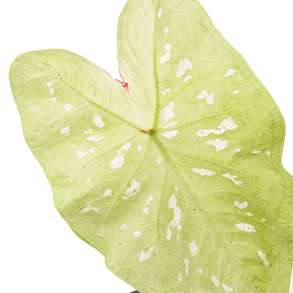 Caladium-tie-dyed-tree-frog-leaf