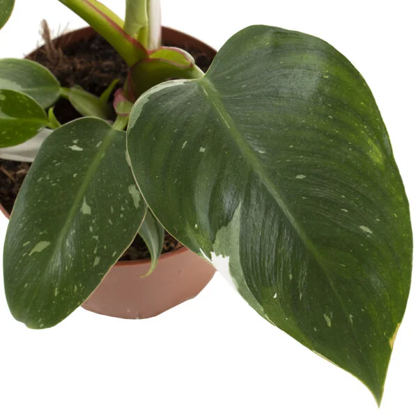 Philodendron White Princess leaf