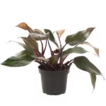 Philodendron-red-13