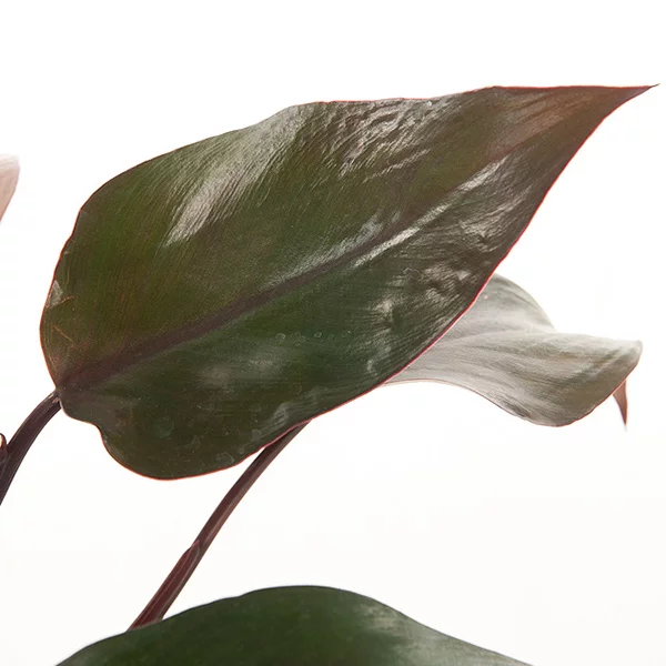 Philodendron rood