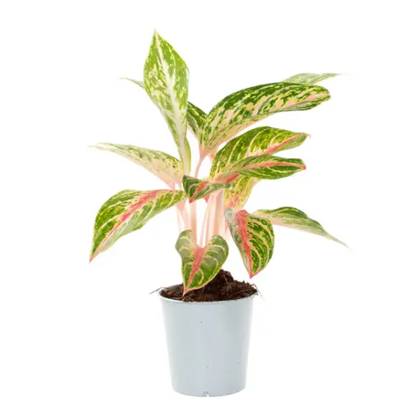 Aglaonema pink red green
