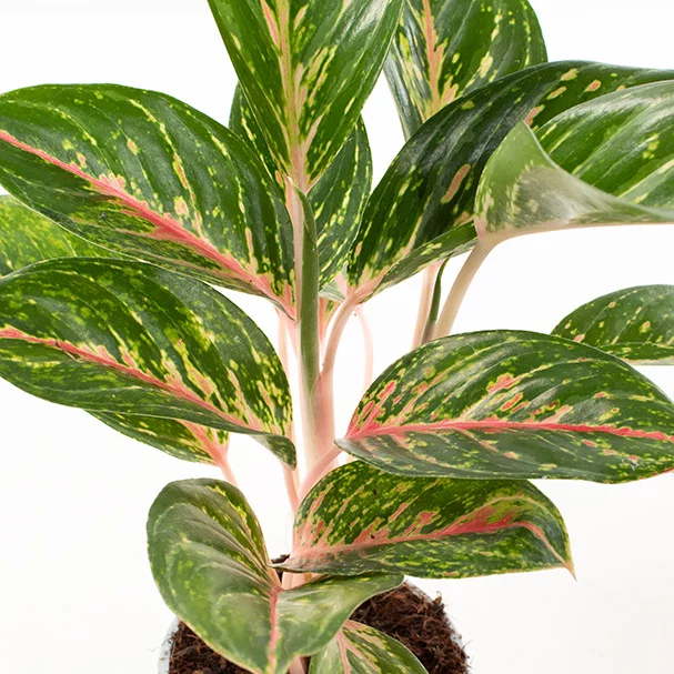Aglaonema-hybrid-green-red-pink-close