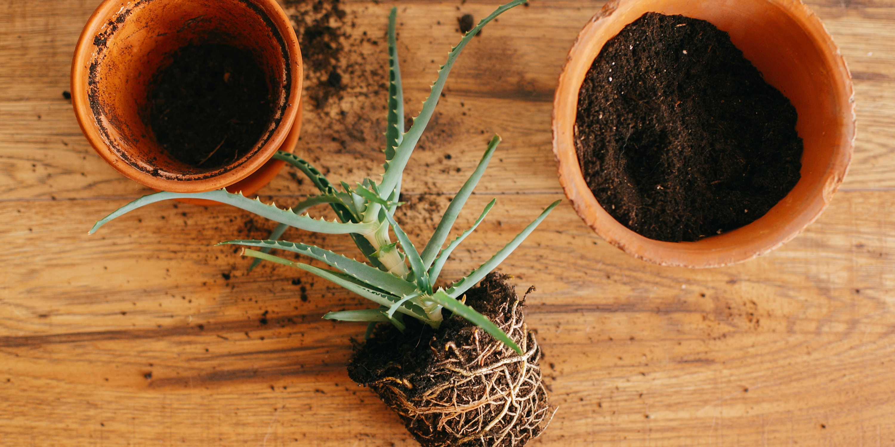 planten verpotten