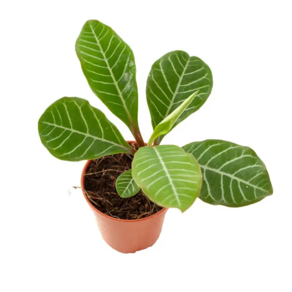 Euphorbia Leuconeura plant