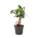 Ficus-microcarpa-ginseng-mini-6-(1)