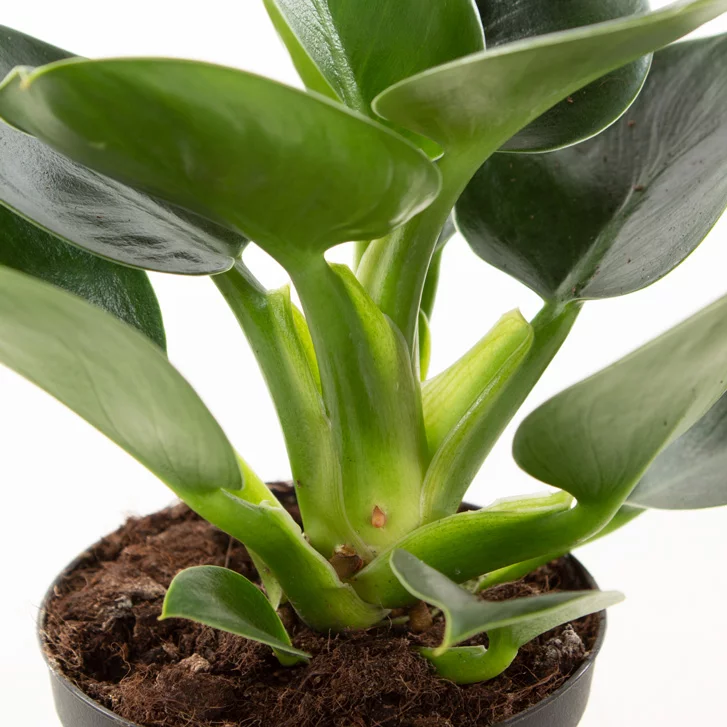 Philodendron green princess plant