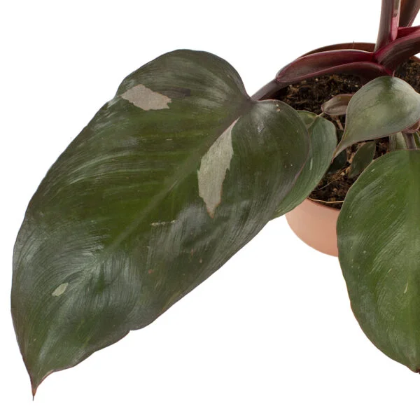 Philodendron Pink Princess blad