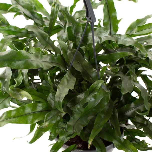 Microsorum-Diversifolium-Kangaroe-varen-18-(5)