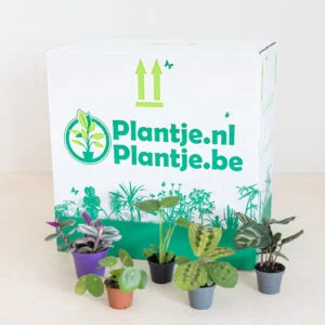Mini Urban Jungle Plantenbox