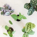 Mini-urban-jungle-plantenbox-[1024]-9