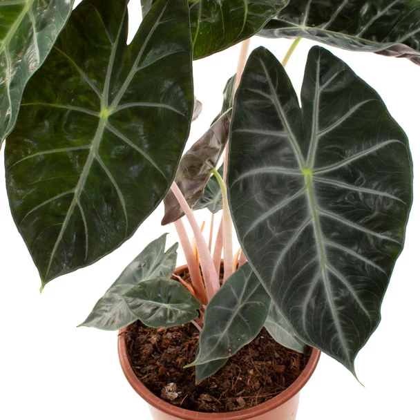 Alocasia Marocco plant