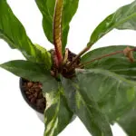 anthurium-botanical-king-21-closeup