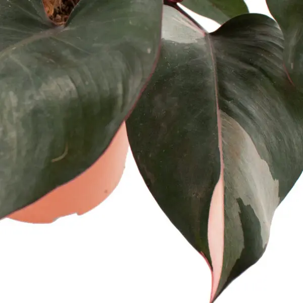 Philodendron pink princess blad