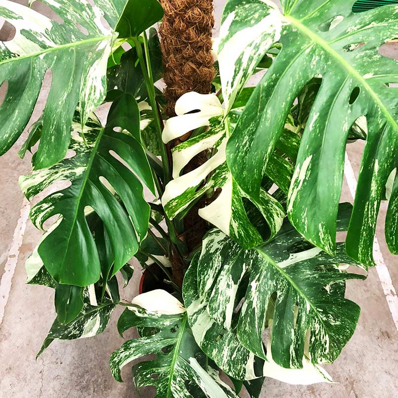 monstera albino