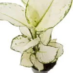 Aglaonema hybride white close-up