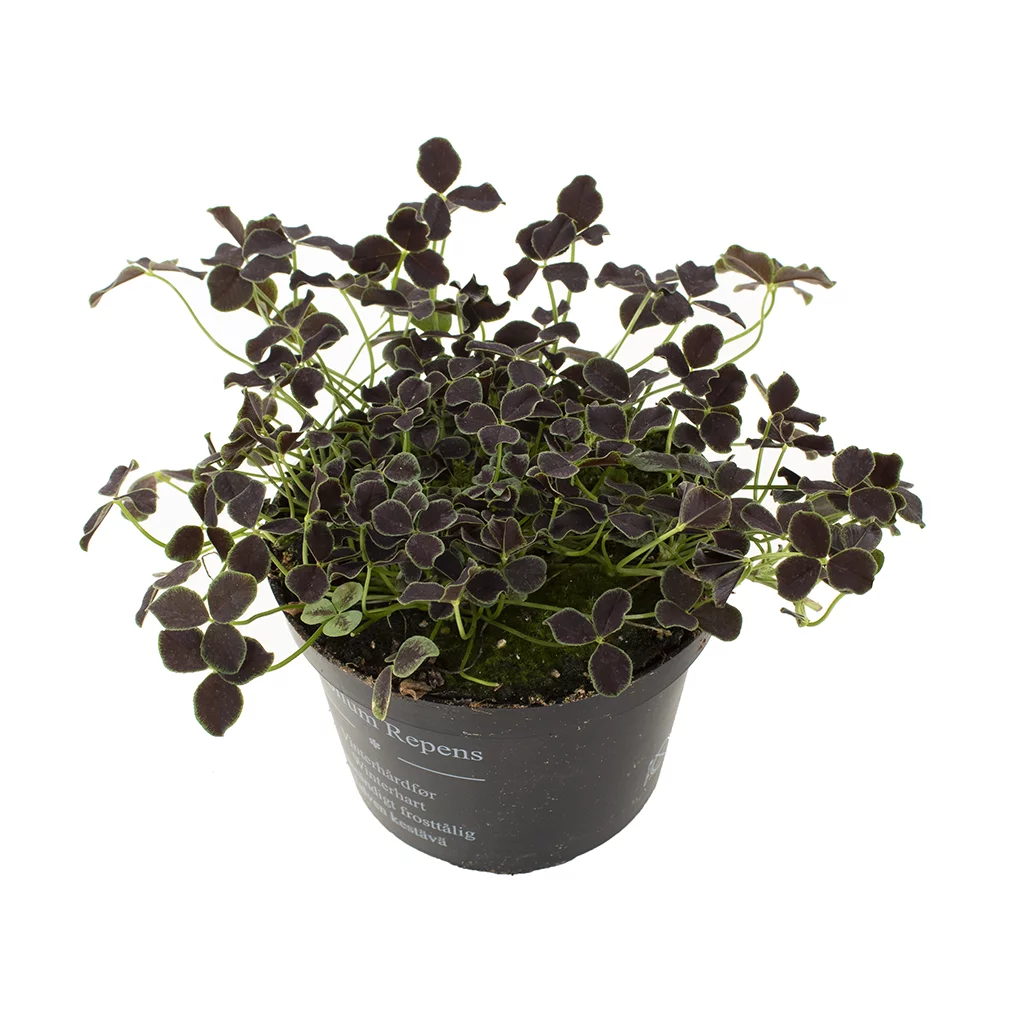 Klaver plantje zwart (Trifolium Repens Pentaphyllum) (2)