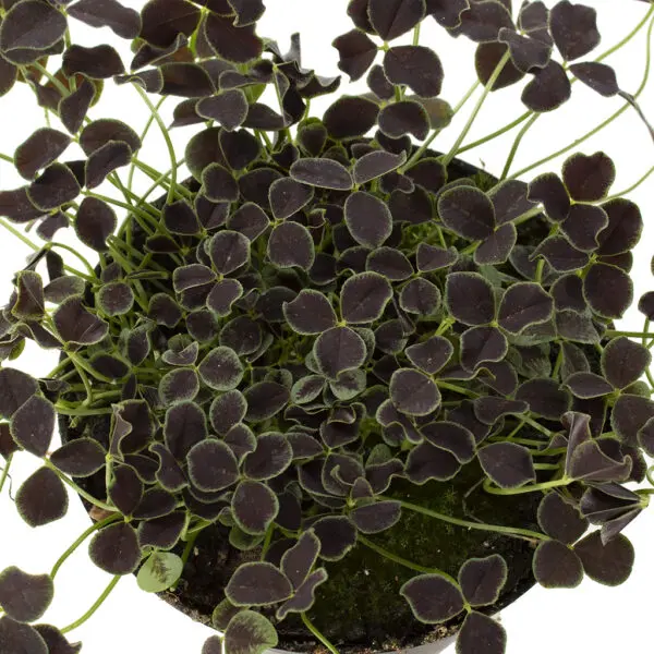 trifolium zwart