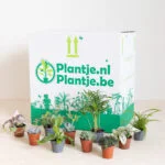Groene-mini-plantenbox-[1024]