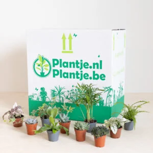 Groene Mini Plantenbox